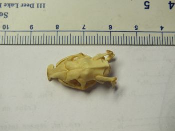 Media type: image;   Herpetology R-4211